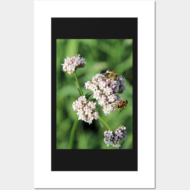 Hoverflies feeding on Valerian Wall Art by WesternExposure